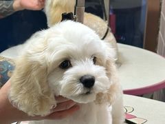 -FAELING PETS美天灵宠物(富力广场店)