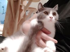 -momokira米努特·德文卷毛猫·棉花面纱犬