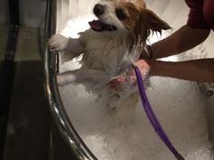 -PETKIT 小佩宠物·低压洗护·美容·寄养(安远店)