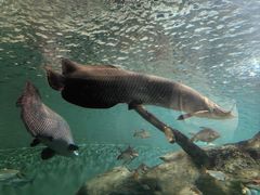 -上海海洋水族馆