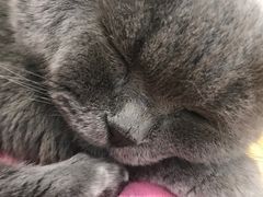 -绒爪撸猫下午茶·猫咖