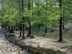 -白水寺森林公园