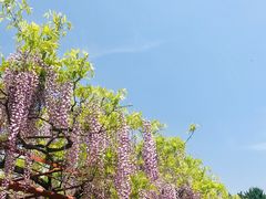 -嘉定紫藤园