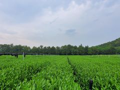 -中国茶叶博物馆(双峰馆区)