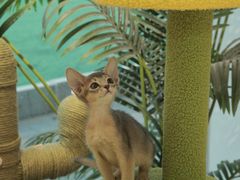 -猫十亿·布偶金渐层·曼基康矮脚猫舍(青年路店)