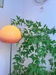 -变美丽半永久纹眉连锁·机器野生眉•洗眉