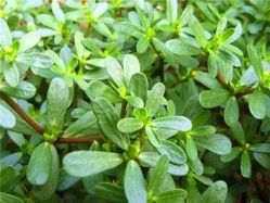 -姜美堂·蒸姜除湿の纤体美颜馆