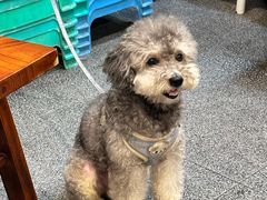-安胖老火锅(两路口店)