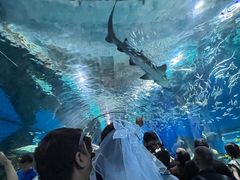 -海合安武汉极地海洋公园
