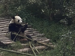 -黔灵山公园