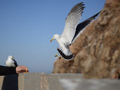 -海驴岛(荣成市)