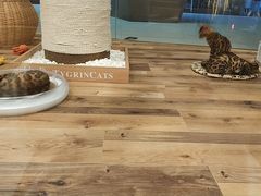 -袖虎·猫馆(体育西路店)
