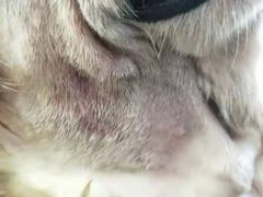 -特一安24小时宠物医院·骨科·中兽医