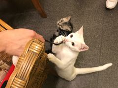 -猫色咖啡·猫咖