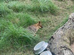 -费瑟代尔野生动物园