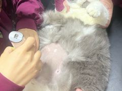 -伟伟宠物医院·瑞派猫友好医院·猫科(光谷店)