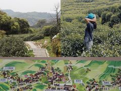 -十八棵（老龙井）御茶园(老龙井店)