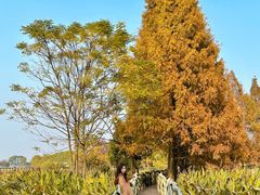 -东湖落雁景区