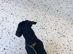 -瑞派康怡24h宠物医院·犬猫医疗中心·微创绝育(瑞景分院)