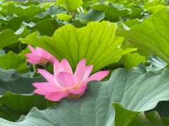 -莲花池公园