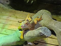 -石家庄市动物园