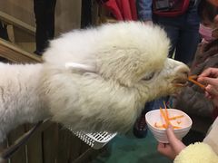 -藦茜花园宠物主题亲子互动体验馆(国顺东路店)