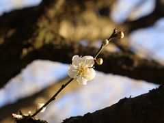 -杭州植物园
