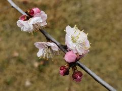 -顾村公园