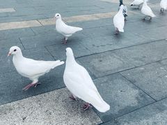 -江燕路万科里