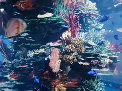 -迪拜帆船酒店海底餐厅