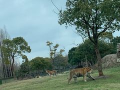 -上海野生动物园