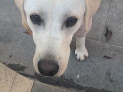 -翊宠yipet猫狗购宠庄园犬舍•猫舍