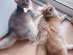 -东方名猫馆·英短金渐层布偶猫舍(环线广场1号楼店)