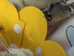 -萌兽医馆·宠物医院·猫骨科(创景店)