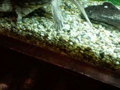 picture-红棉中餐厅·广州海航威斯汀酒店