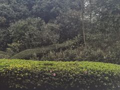 -南山植物园