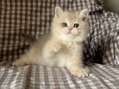 -欣宠猫屋·矮脚拿破仑·蓝金金渐层