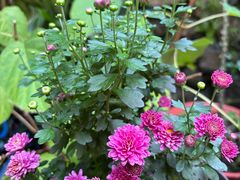 -蓝壁虎咖啡酒馆