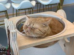 -飞行喵MR PILOT|猫舍·猫咖(静安大融城店)