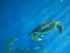 -北戴河圣蓝海洋公园