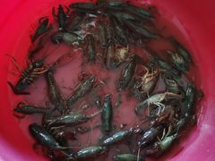 -梁鸿国家湿地公园