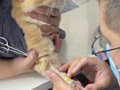 -伟伟宠物医院·CT影像中心·瑞派犬猫综合性门诊(汉口总院)