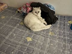 -新太二·鲜料川菜(智慧城广百店)