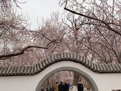 -桃花堤公园