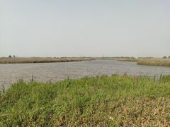 -宁波杭州湾国家湿地公园