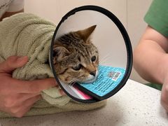 -瑞鹏宠物医院(大运分院)