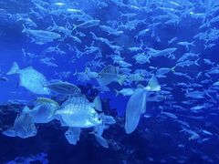 -海合安成都极地海洋公园