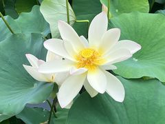-莲花池公园