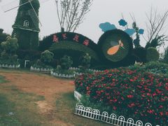 -荷兰花海