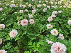 -洛阳市隋唐城遗址植物园